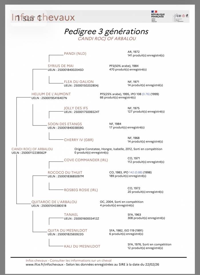 Gelding Origin Recorded For sale 2012 Buckskin
