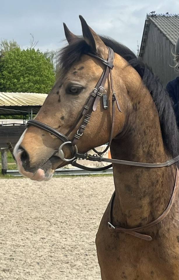 Gelding Origin Recorded For sale 2012 Buckskin