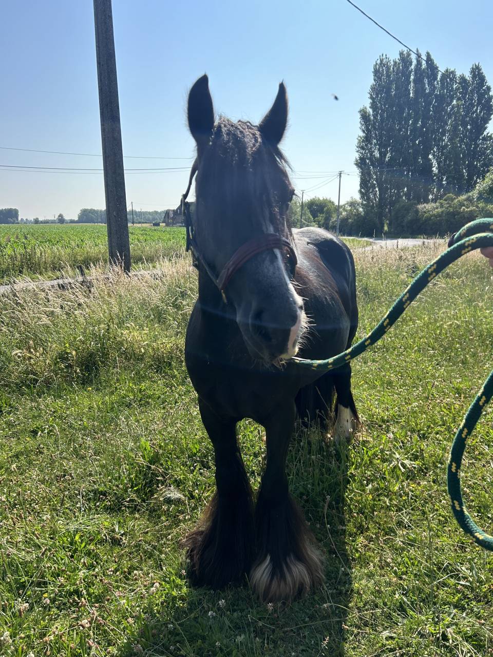 Mare Origin Recorded For sale 2020 Black