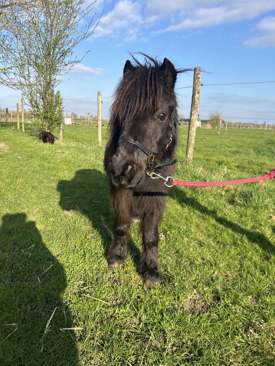 Mare Shetland Pony For sale 2014 Black