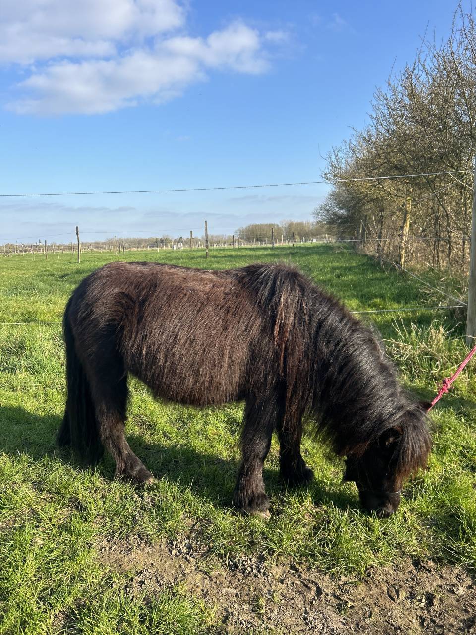 Mare Shetland Pony For sale 2014 Black