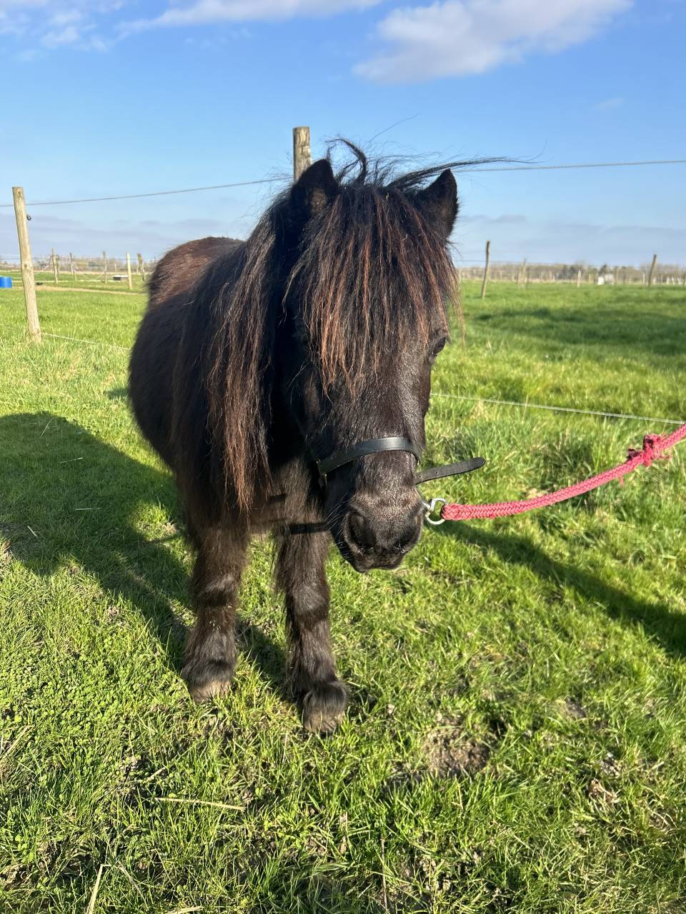 Mare Shetland Pony For sale 2014 Black