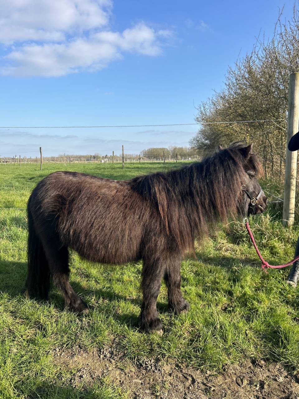 Mare Shetland Pony For sale 2014 Black