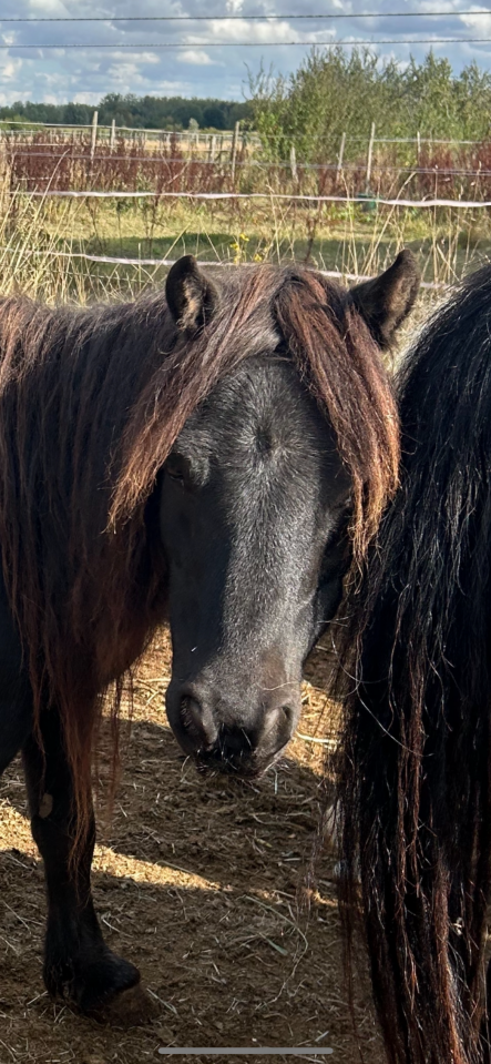 Mare Shetland Pony For sale 2014 Black