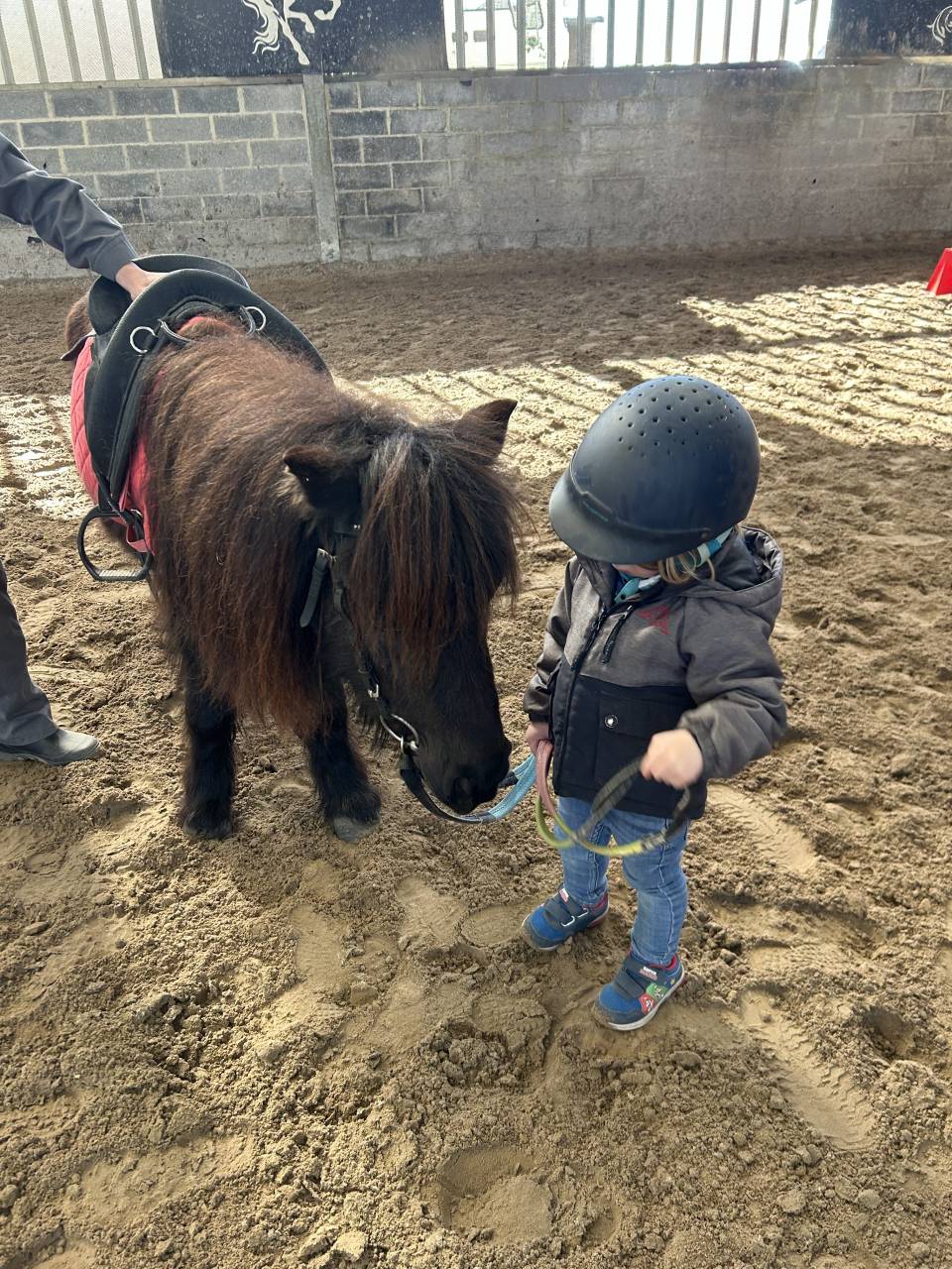 Mare Shetland Pony For sale 2014 Black