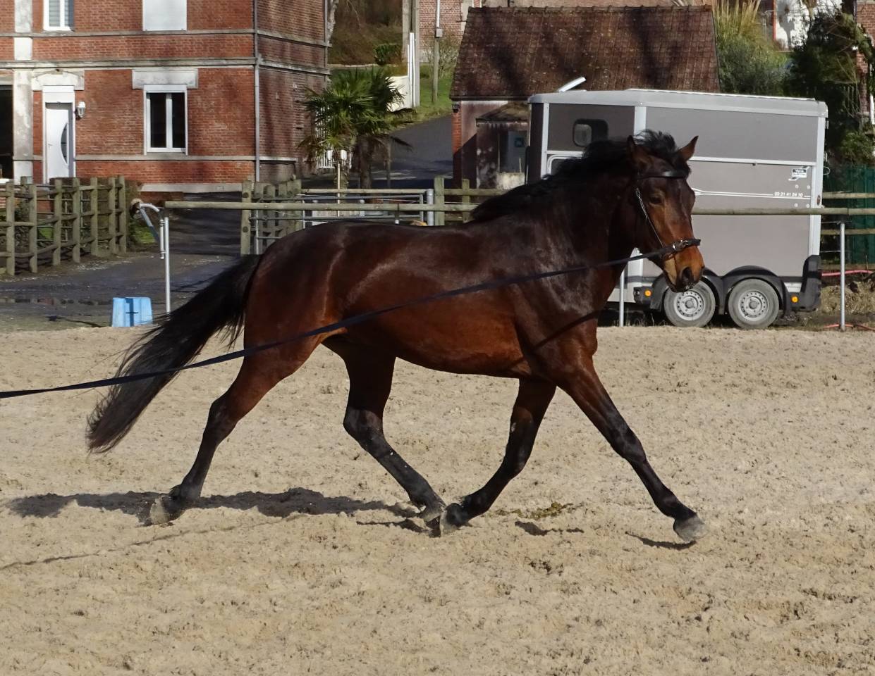 Entire Connemara For sale 2023 Bay