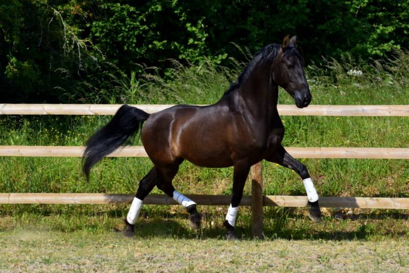 Hermes Zabaloa - PRE Pure Spanish Bred 2017 by ANDALUZ MANGO II