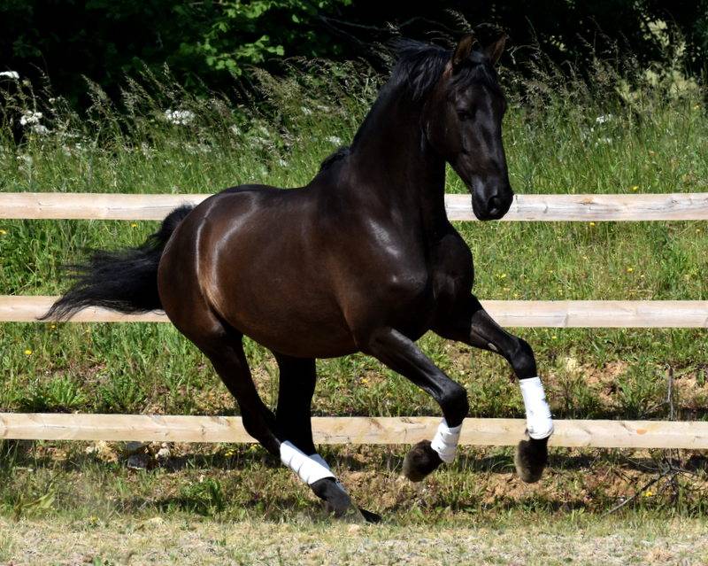 Hermes Zabaloa - PRE Pure Spanish Bred 2017 by ANDALUZ MANGO II