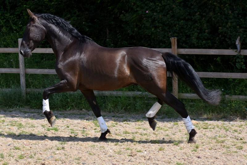 Hermes Zabaloa - PRE Pure Spanish Bred 2017 by ANDALUZ MANGO II