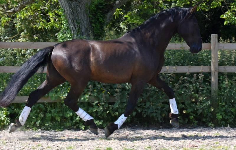 Hermes Zabaloa - PRE Pure Spanish Bred 2017 by ANDALUZ MANGO II