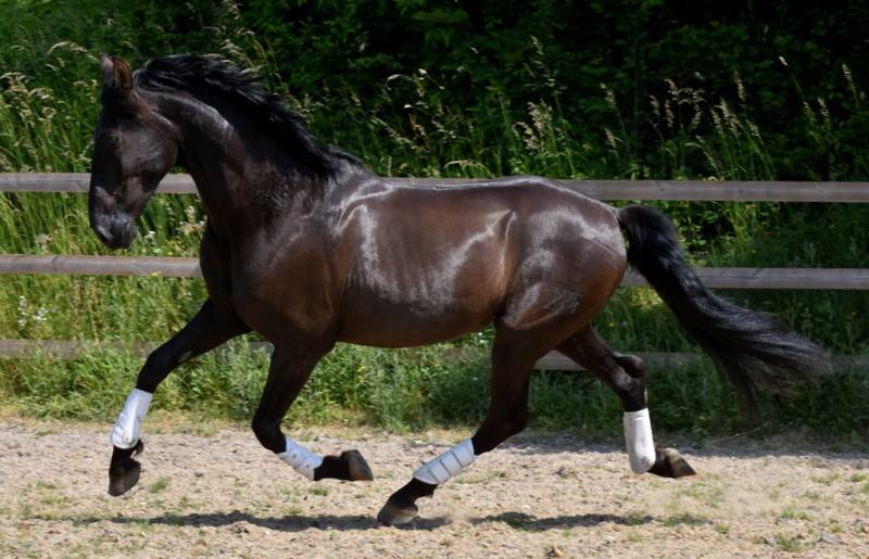 Hermes Zabaloa - PRE Pure Spanish Bred 2017 by ANDALUZ MANGO II