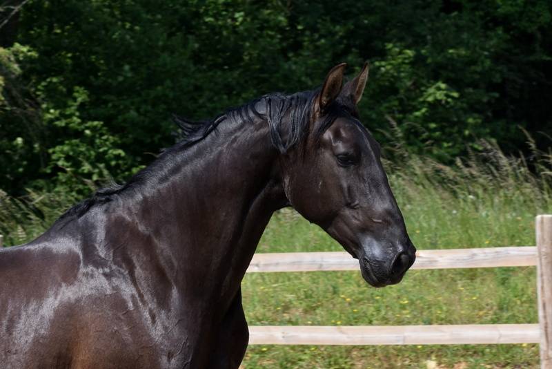 Hermes Zabaloa - PRE Pure Spanish Bred 2017 by ANDALUZ MANGO II