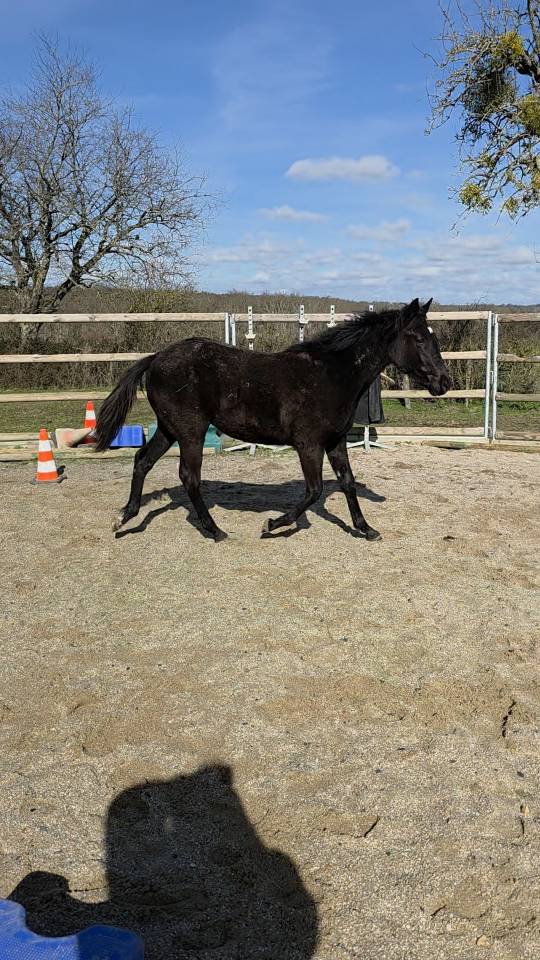 Filly Origin Recorded For sale 2025 Black