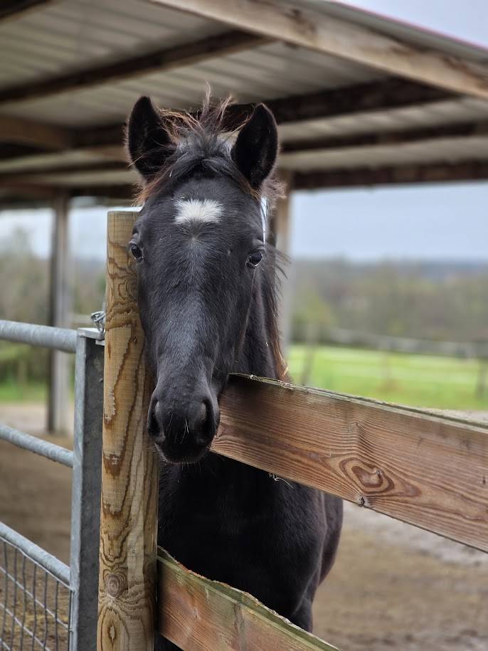 Filly Origin Recorded For sale 2025 Black