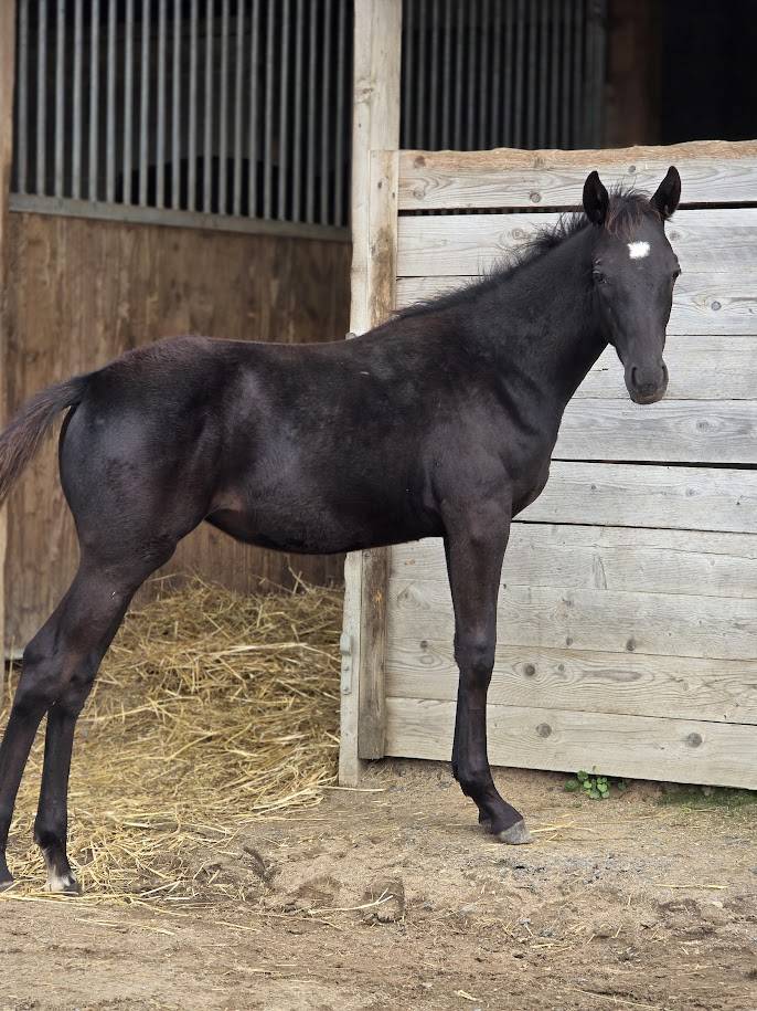 Filly Origin Recorded For sale 2025 Black