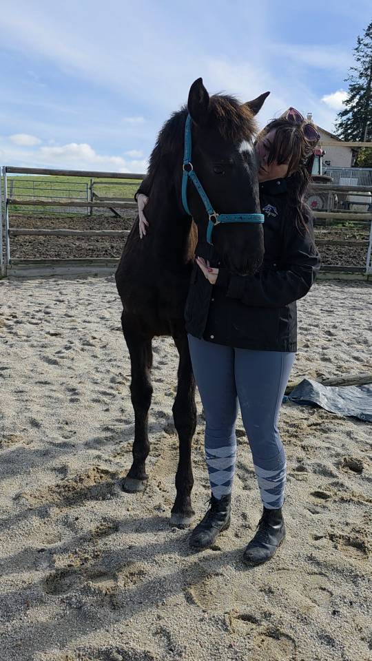 Filly Origin Recorded For sale 2025 Bay