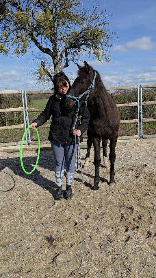 Filly Origin Recorded For sale 2025 Bay