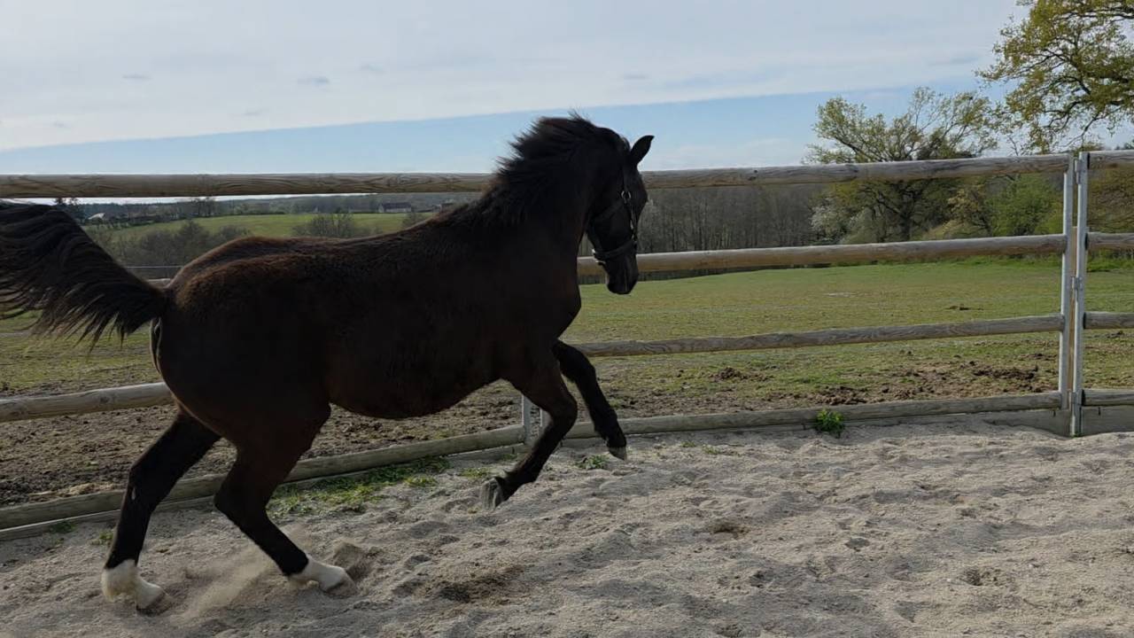 Filly Origin Recorded For sale 2025 Bay