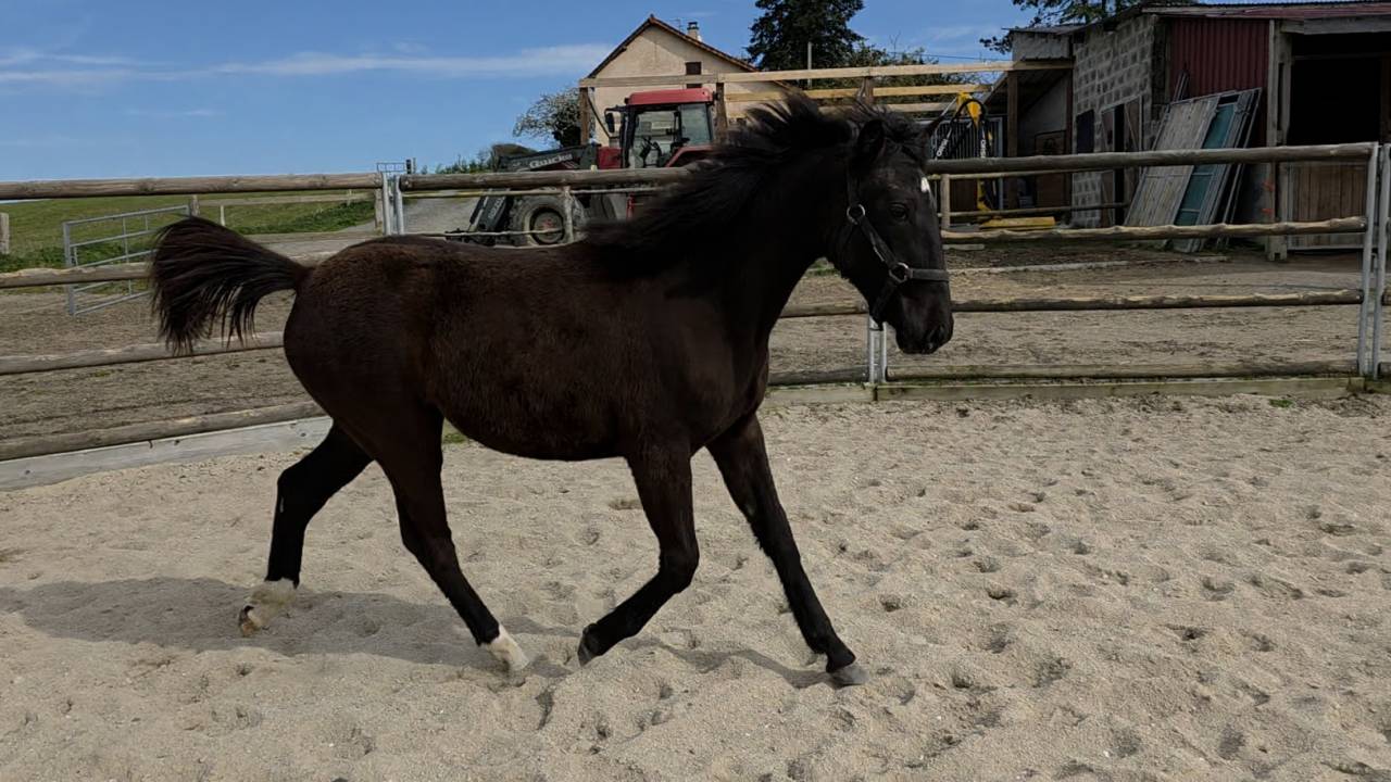 Filly Origin Recorded For sale 2025 Bay