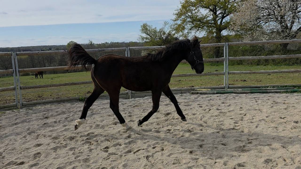 Filly Origin Recorded For sale 2025 Bay