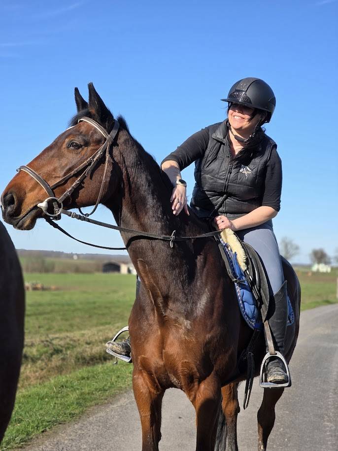 Mare Selle Fran&ccedil;ais For sale 2008 Bay