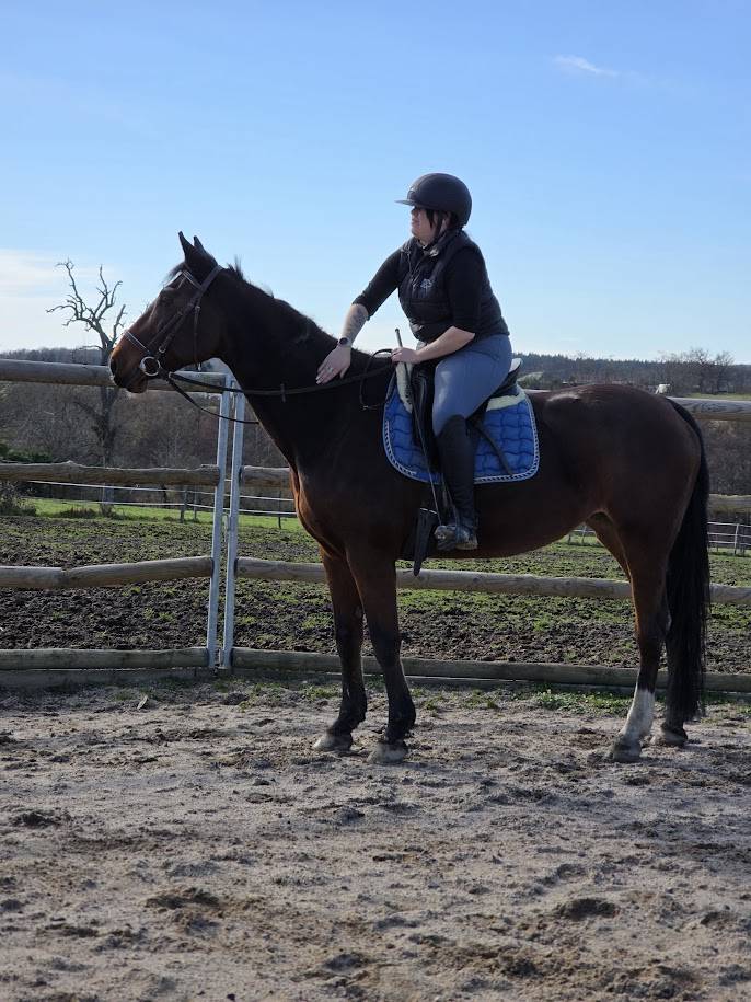 Mare Selle Fran&ccedil;ais For sale 2008 Bay