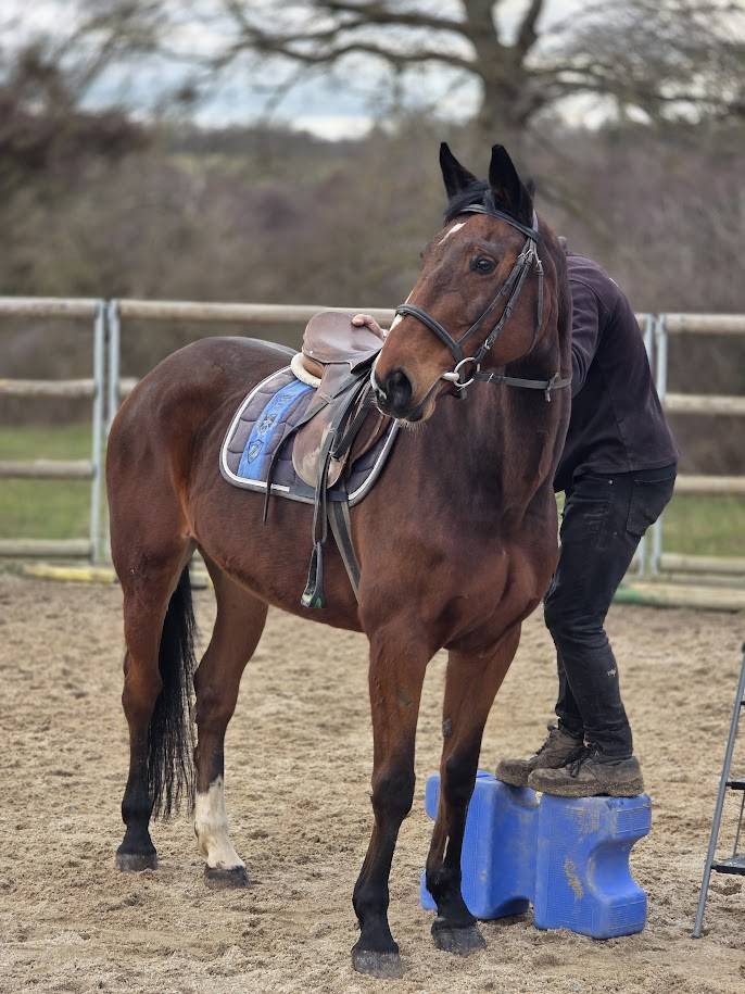 Mare Selle Fran&ccedil;ais For sale 2008 Bay