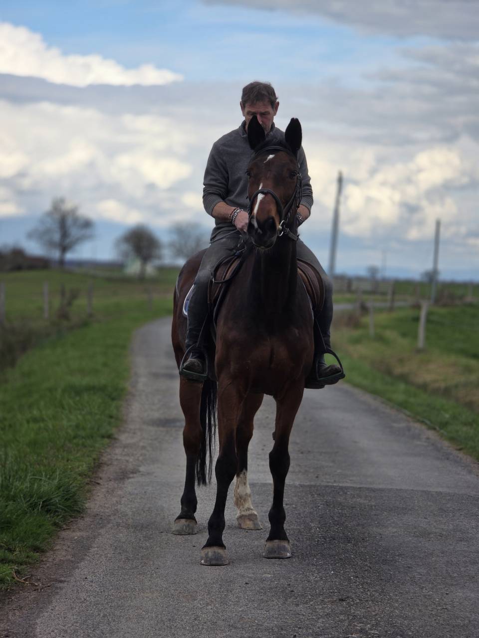 Mare Selle Fran&ccedil;ais For sale 2008 Bay