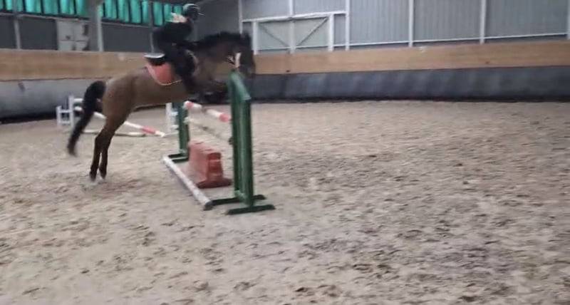 Mare No Origin Recorded For sale 2012 Bay