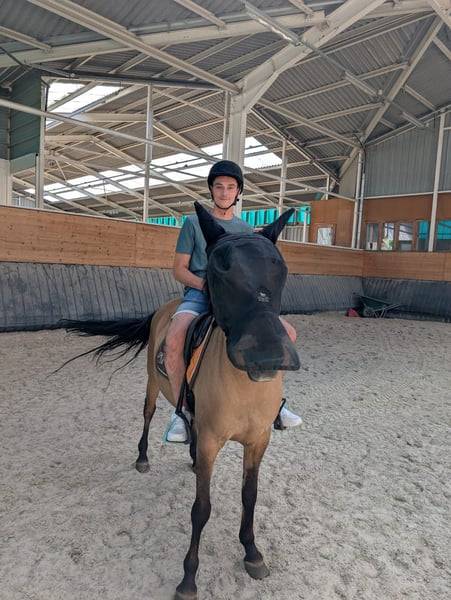 Mare No Origin Recorded For sale 2012 Bay