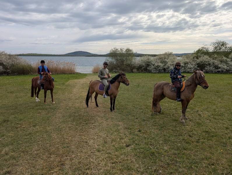 Mare No Origin Recorded For sale 2012 Bay