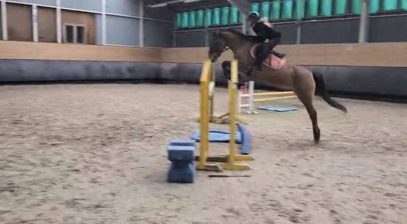 Mare No Origin Recorded For sale 2012 Bay