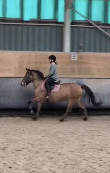 Mare No Origin Recorded For sale 2012 Bay