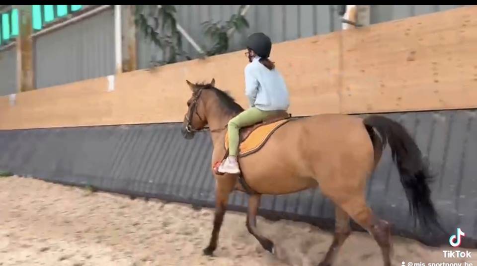 Mare No Origin Recorded For sale 2012 Bay