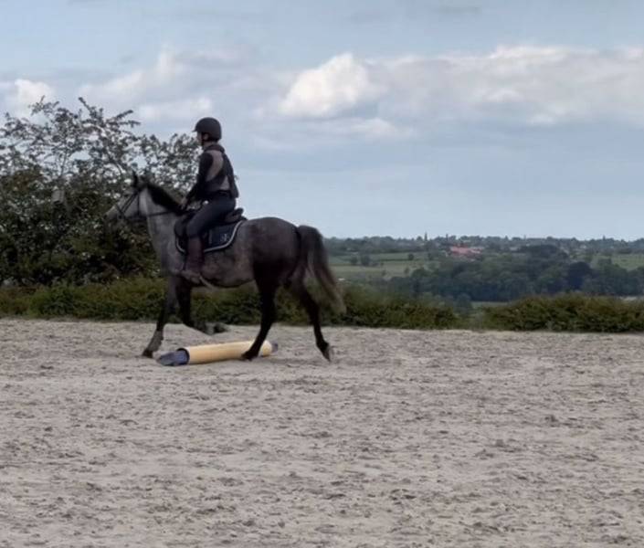 Mare No Origin Recorded For sale 2019 Grey