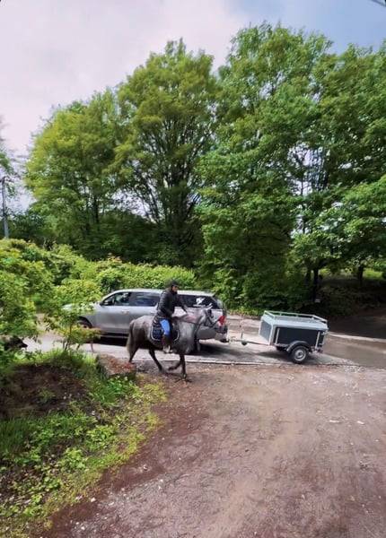 Mare No Origin Recorded For sale 2019 Grey