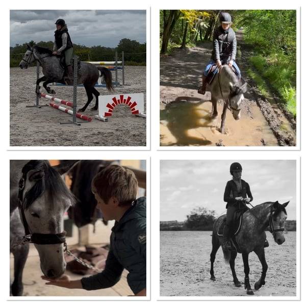 Mare No Origin Recorded For sale 2019 Grey