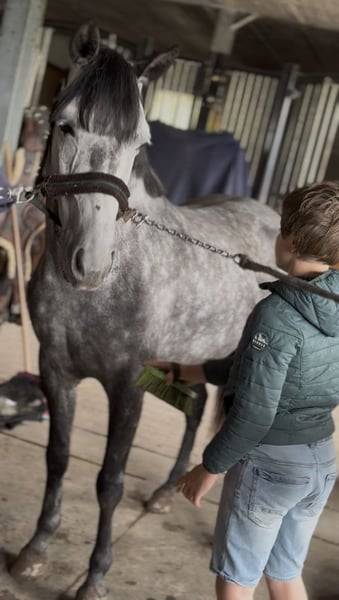 Mare No Origin Recorded For sale 2019 Grey