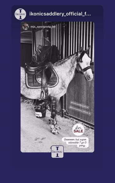 Mare No Origin Recorded For sale 2019 Grey