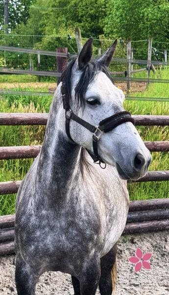 Mare No Origin Recorded For sale 2019 Grey