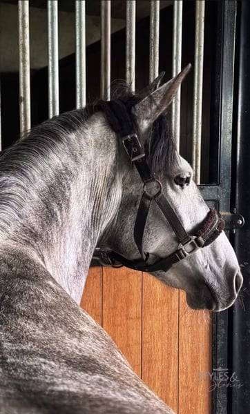Mare No Origin Recorded For sale 2019 Grey