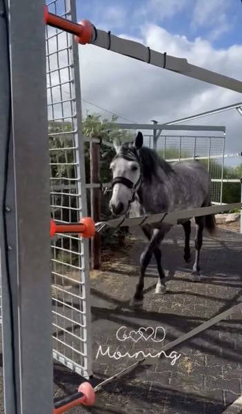 Mare No Origin Recorded For sale 2019 Grey