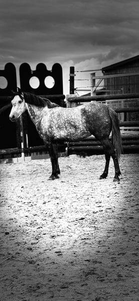 Mare No Origin Recorded For sale 2019 Grey