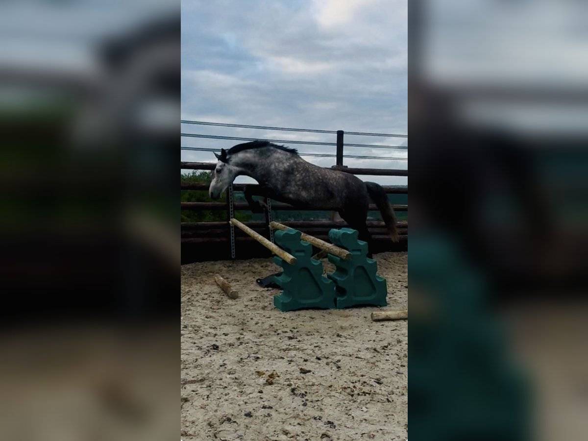 Mare No Origin Recorded For sale 2019 Grey