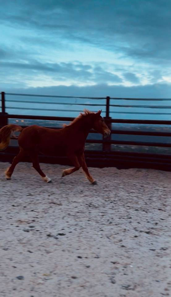 Mare No Origin Recorded For sale 2019 Chesnut