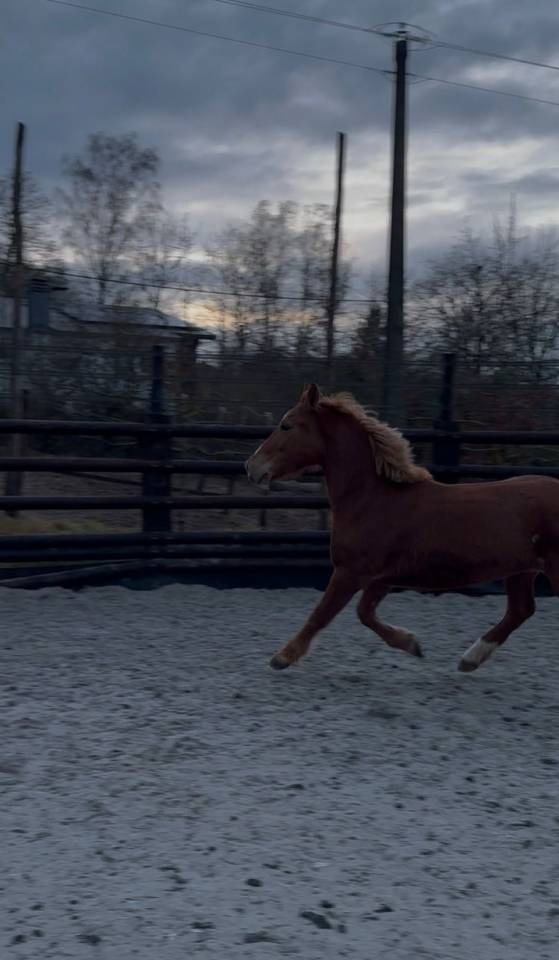 Mare No Origin Recorded For sale 2019 Chesnut