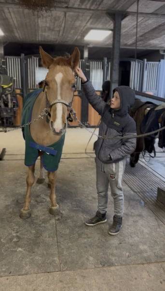 Mare No Origin Recorded For sale 2019 Chesnut