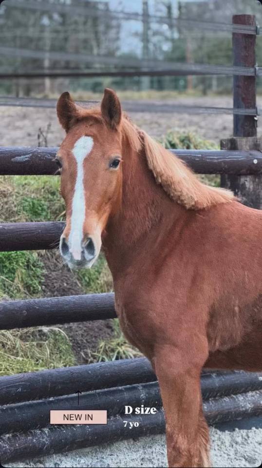 Mare No Origin Recorded For sale 2019 Chesnut