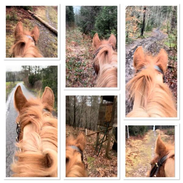 Mare No Origin Recorded For sale 2019 Chesnut