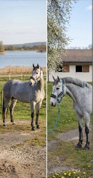 Gelding Connemara For sale 2022 Grey